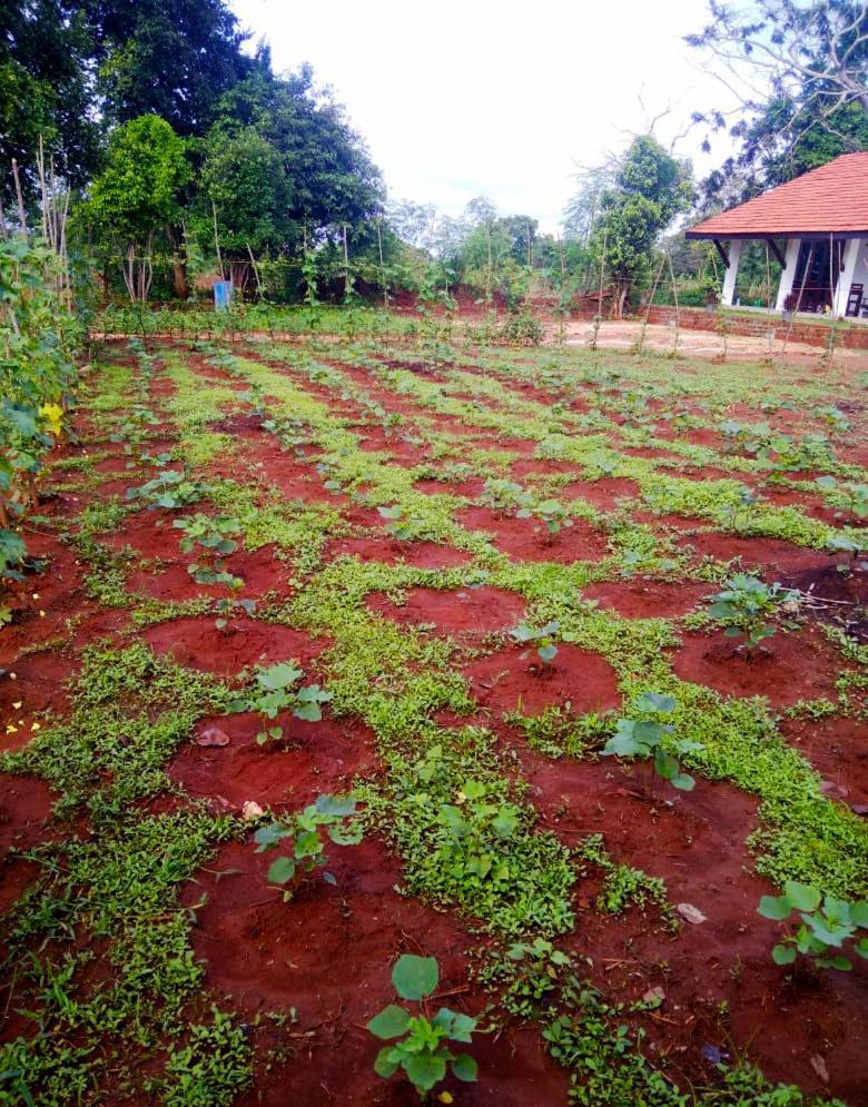 Moni Farm House Wilpattu Nochchiyagama ภายนอก รูปภาพ
