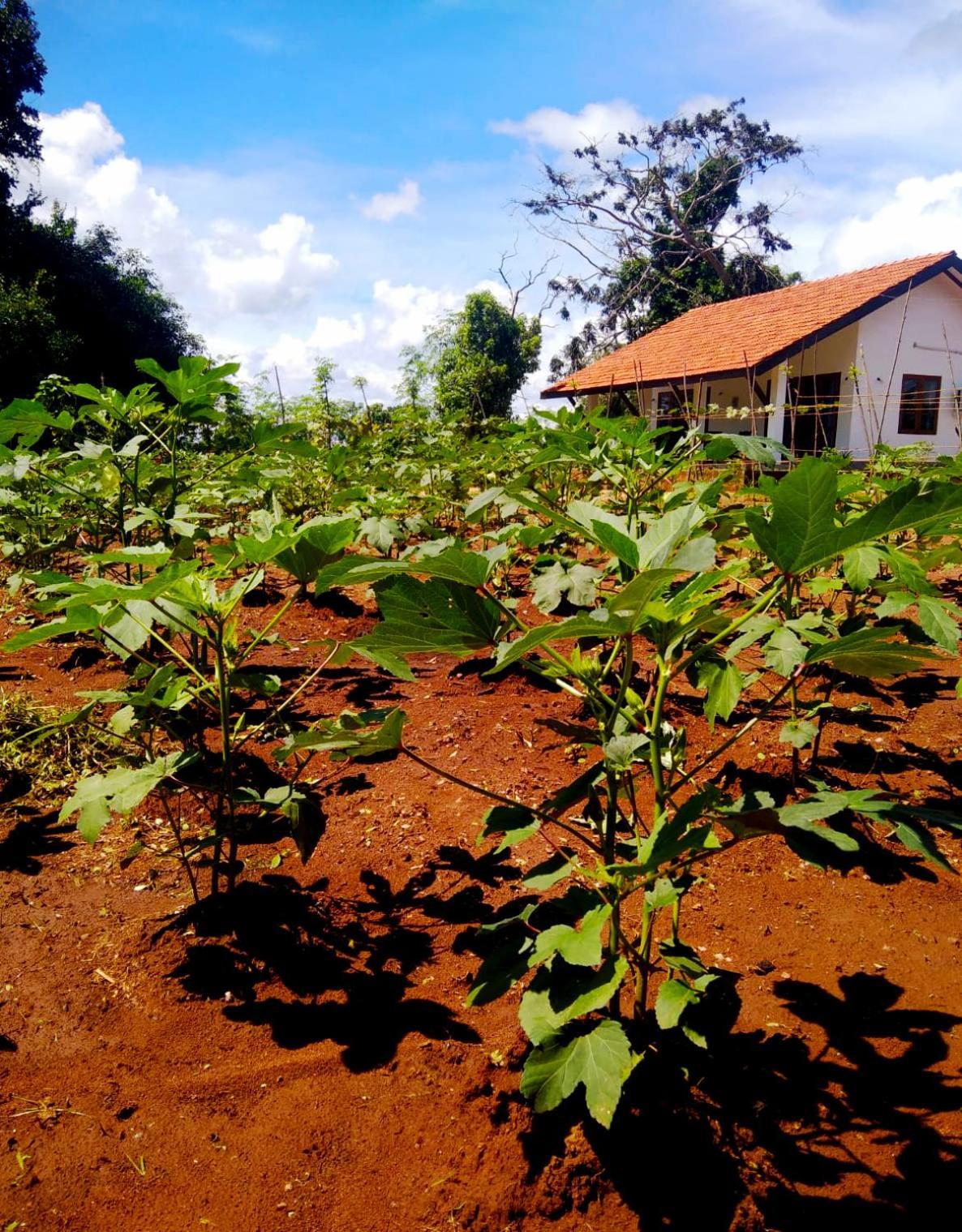 Moni Farm House Wilpattu Nochchiyagama ภายนอก รูปภาพ