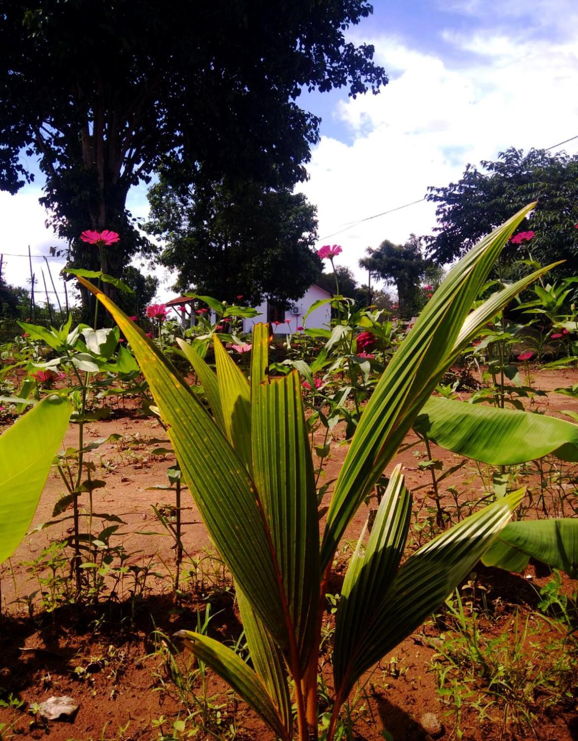 Moni Farm House Wilpattu Nochchiyagama ภายนอก รูปภาพ
